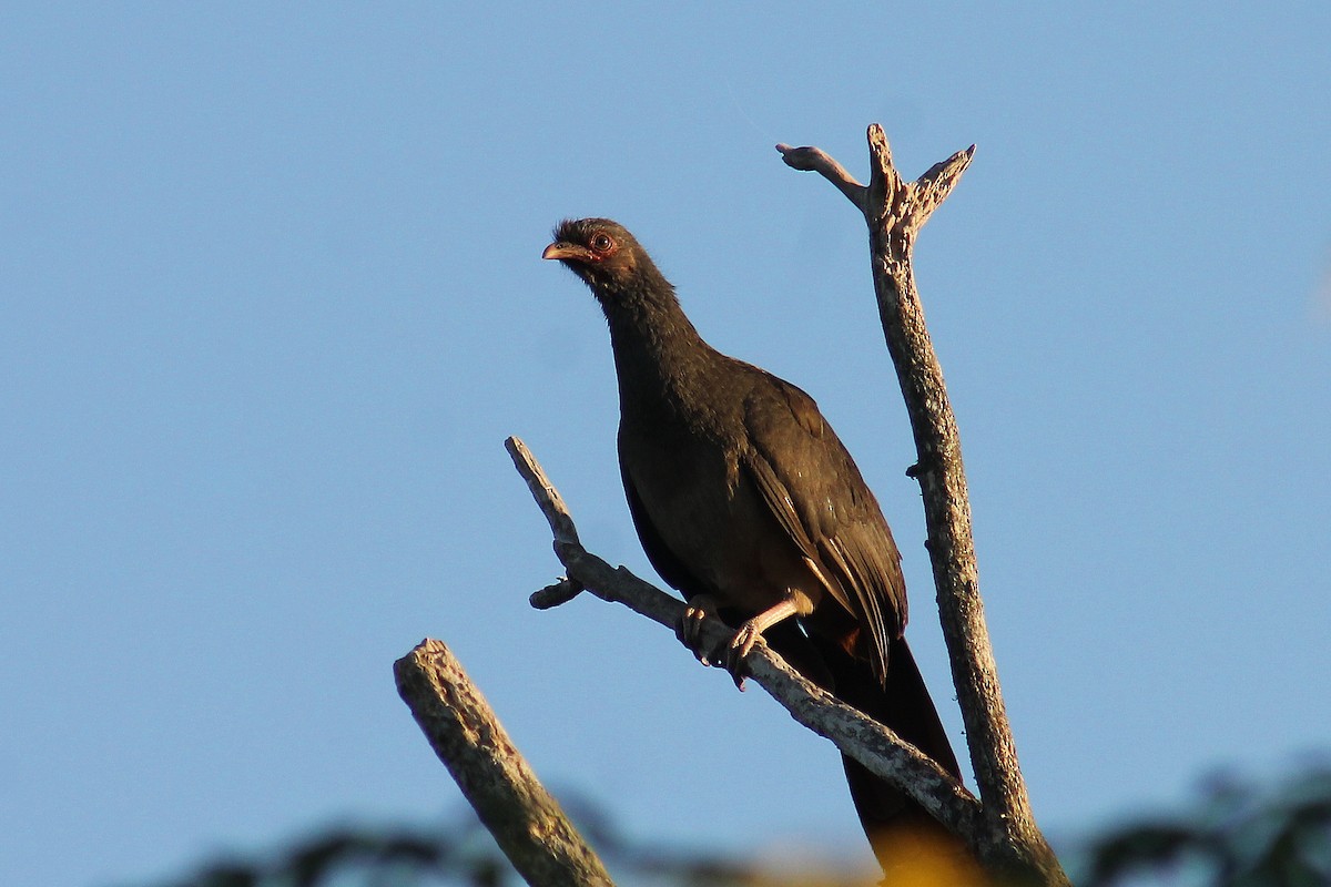 Chaco Chachalaca - ML211508971