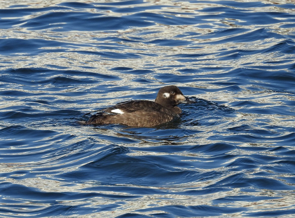 White-winged Scoter - ML211510011