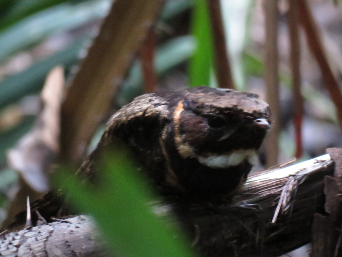 Great Eared-Nightjar - Simon Thornhill