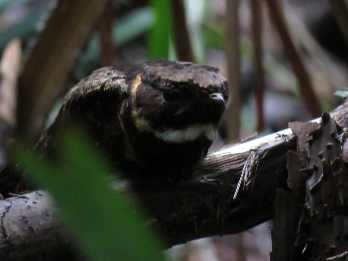 Great Eared-Nightjar - ML211512271