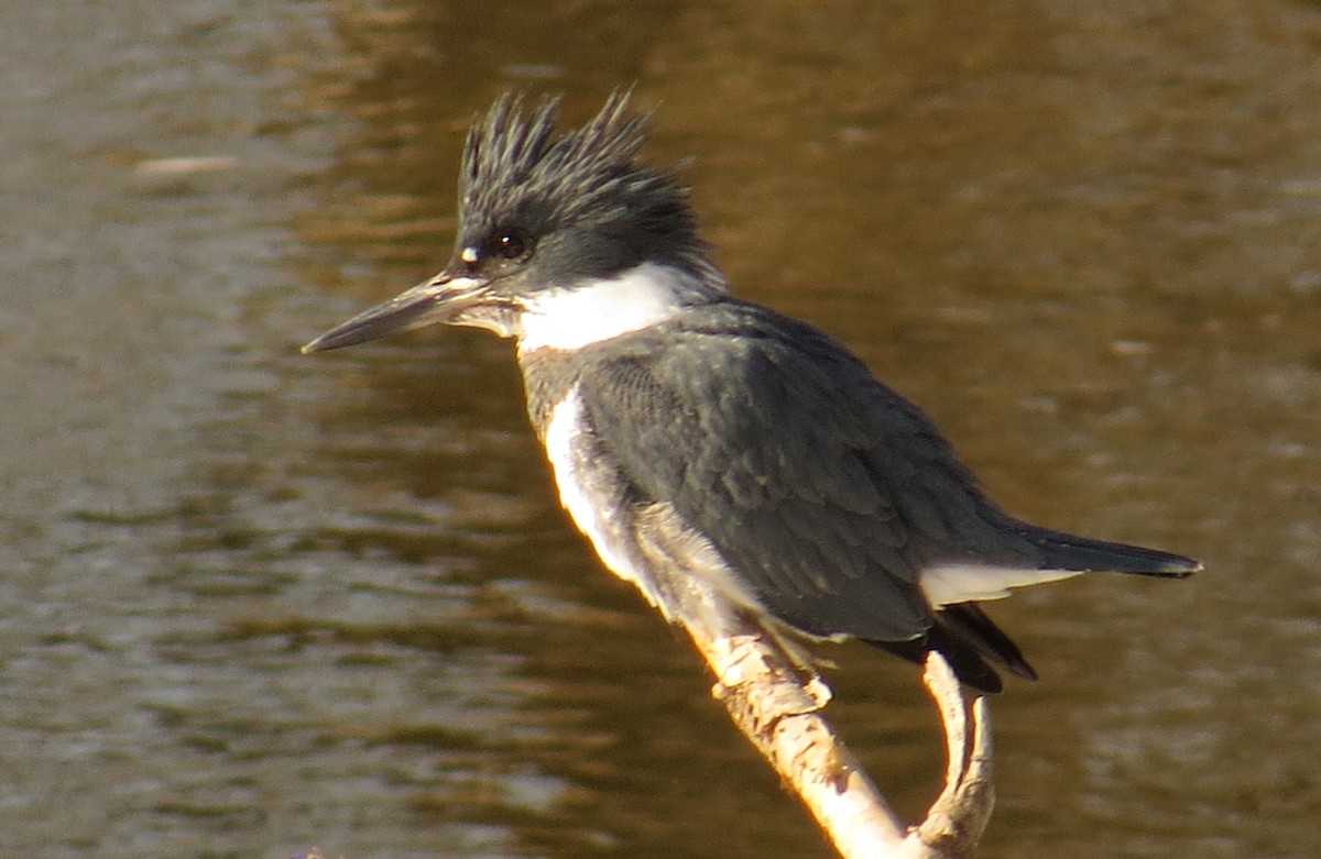 Belted Kingfisher - Amy Lawes