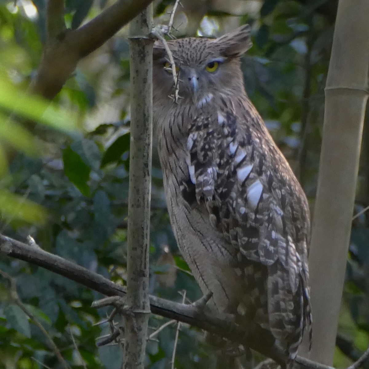 Brown Fish-Owl - ML211512991