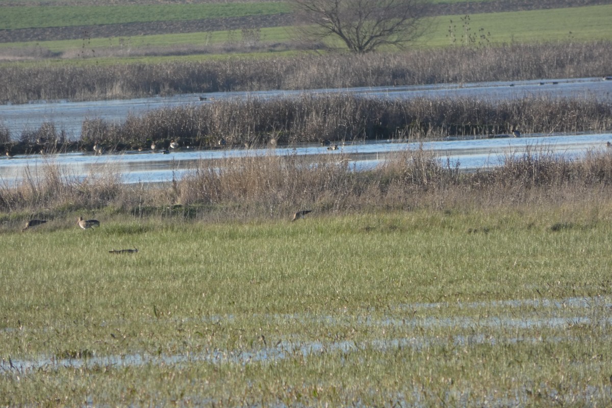 Black-tailed Godwit - ML211513271