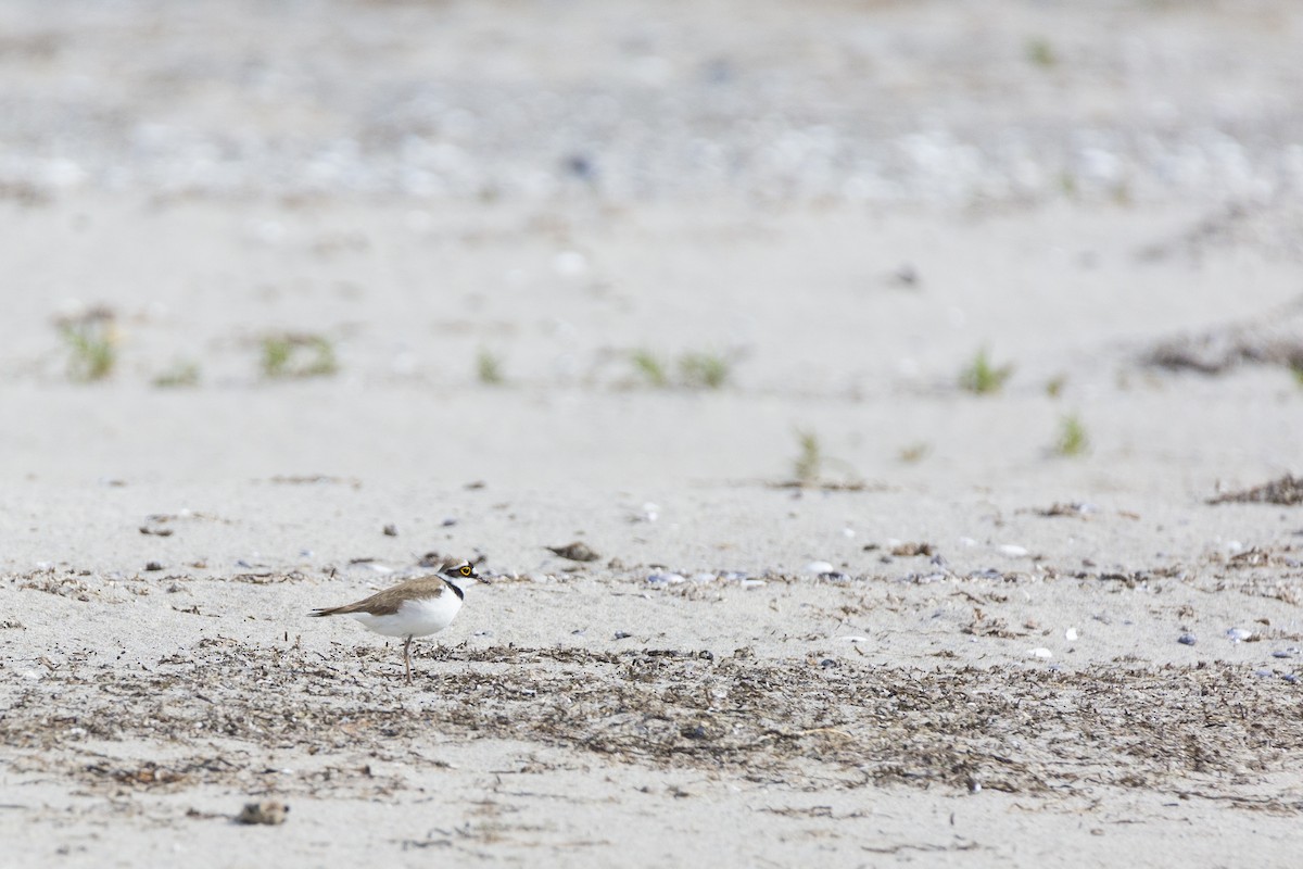 Little Ringed Plover - ML211513411