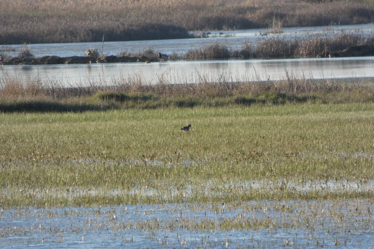 Black-tailed Godwit - ML211513461