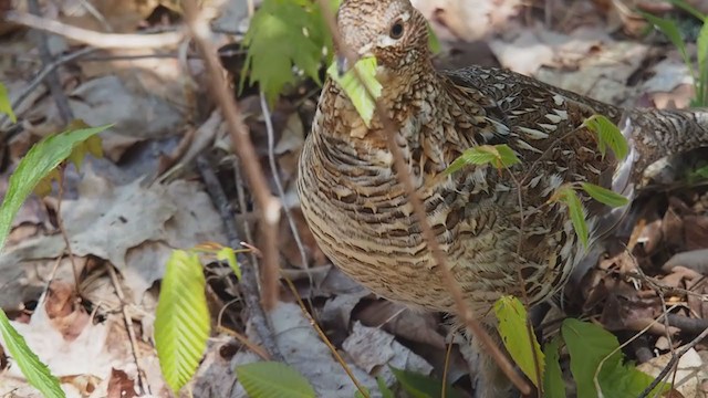 Ruffed Grouse - ML211514451