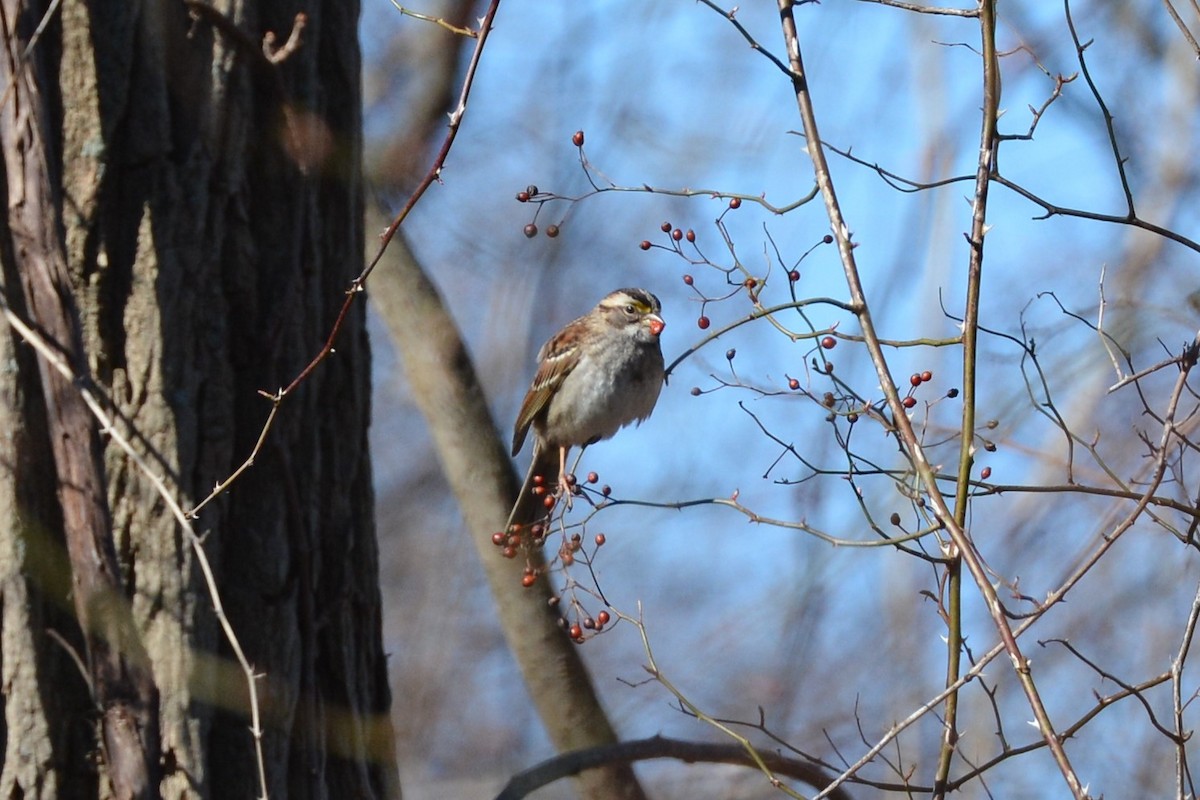 White-throated Sparrow - ML211514751