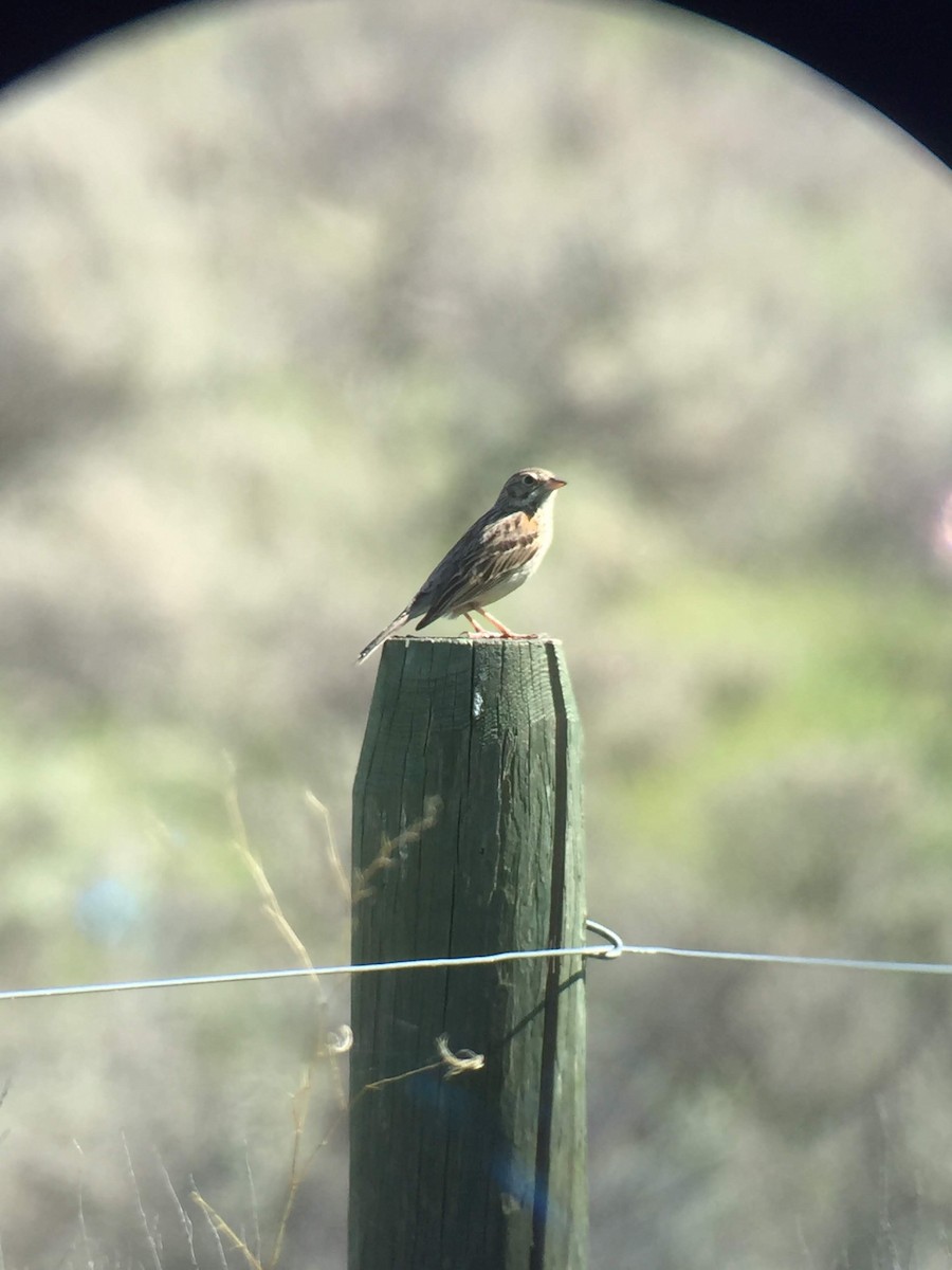 Vesper Sparrow - ML211516051