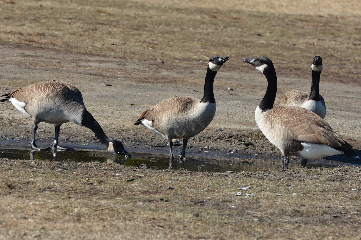 Canada Goose - ML211516611