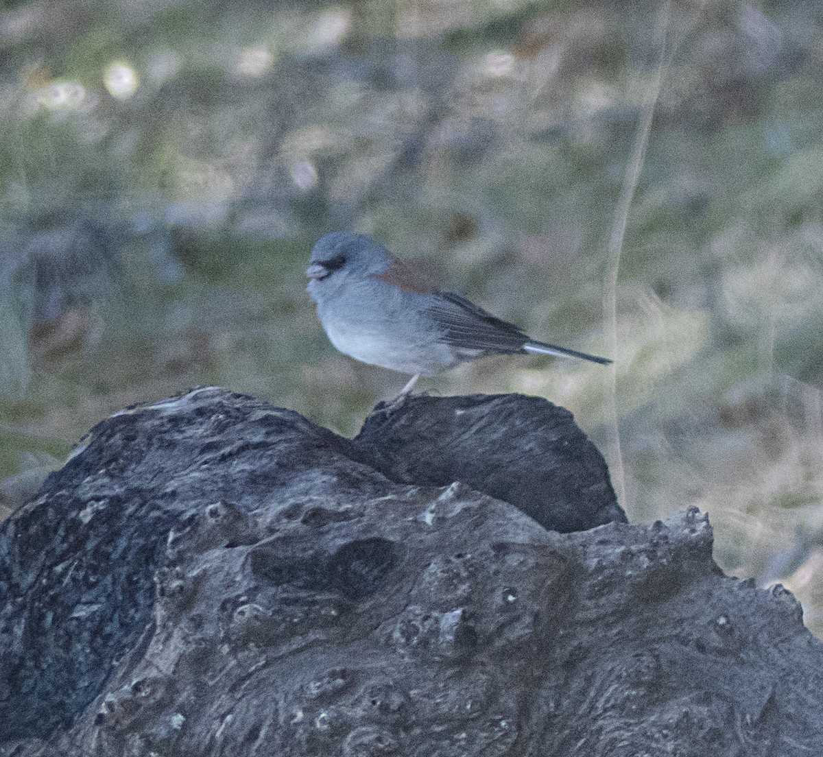 Dark-eyed Junco (Gray-headed) - ML211519591