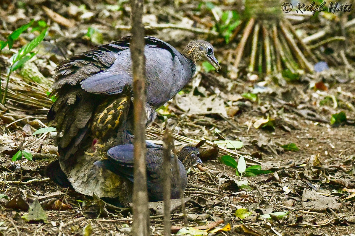 Solitary Tinamou - ML211519661