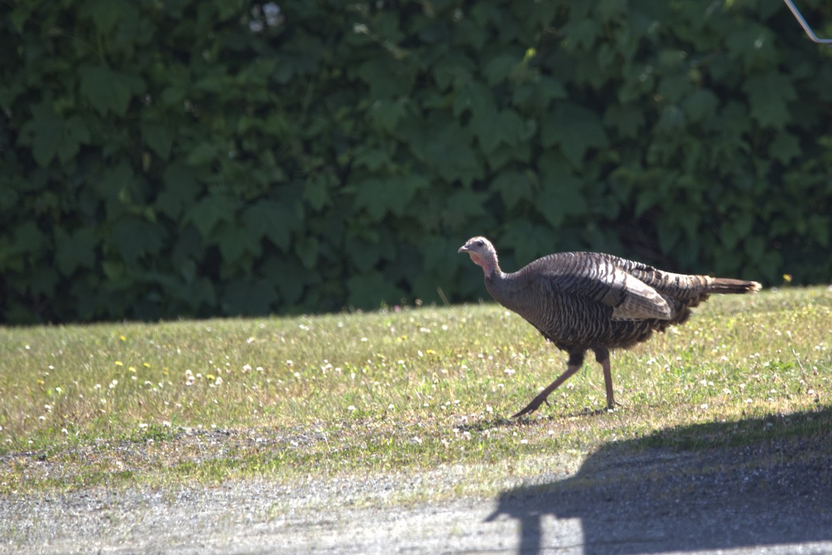 Wild Turkey - ML211520251