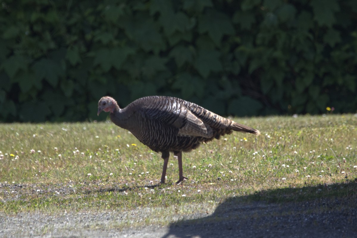 Wild Turkey - ML211520271