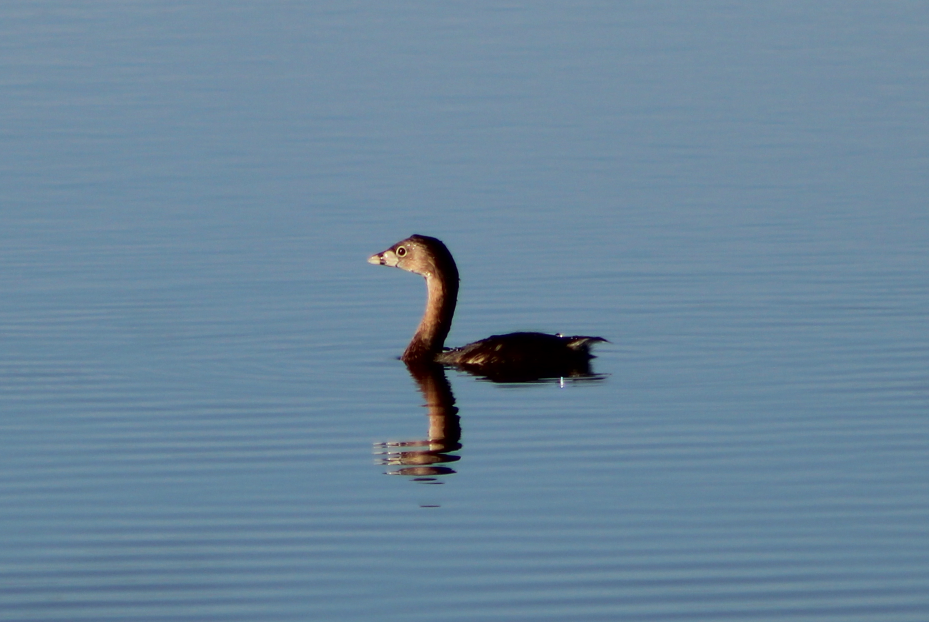 Pied-billed Grebe - ML211520511