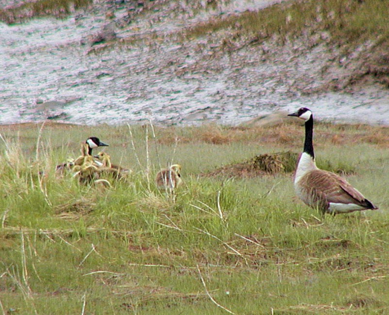 Canada Goose - ML211525781