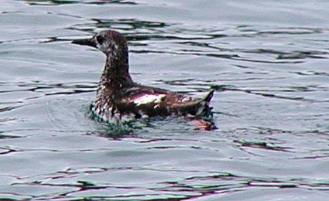 Black Guillemot - ML211525991