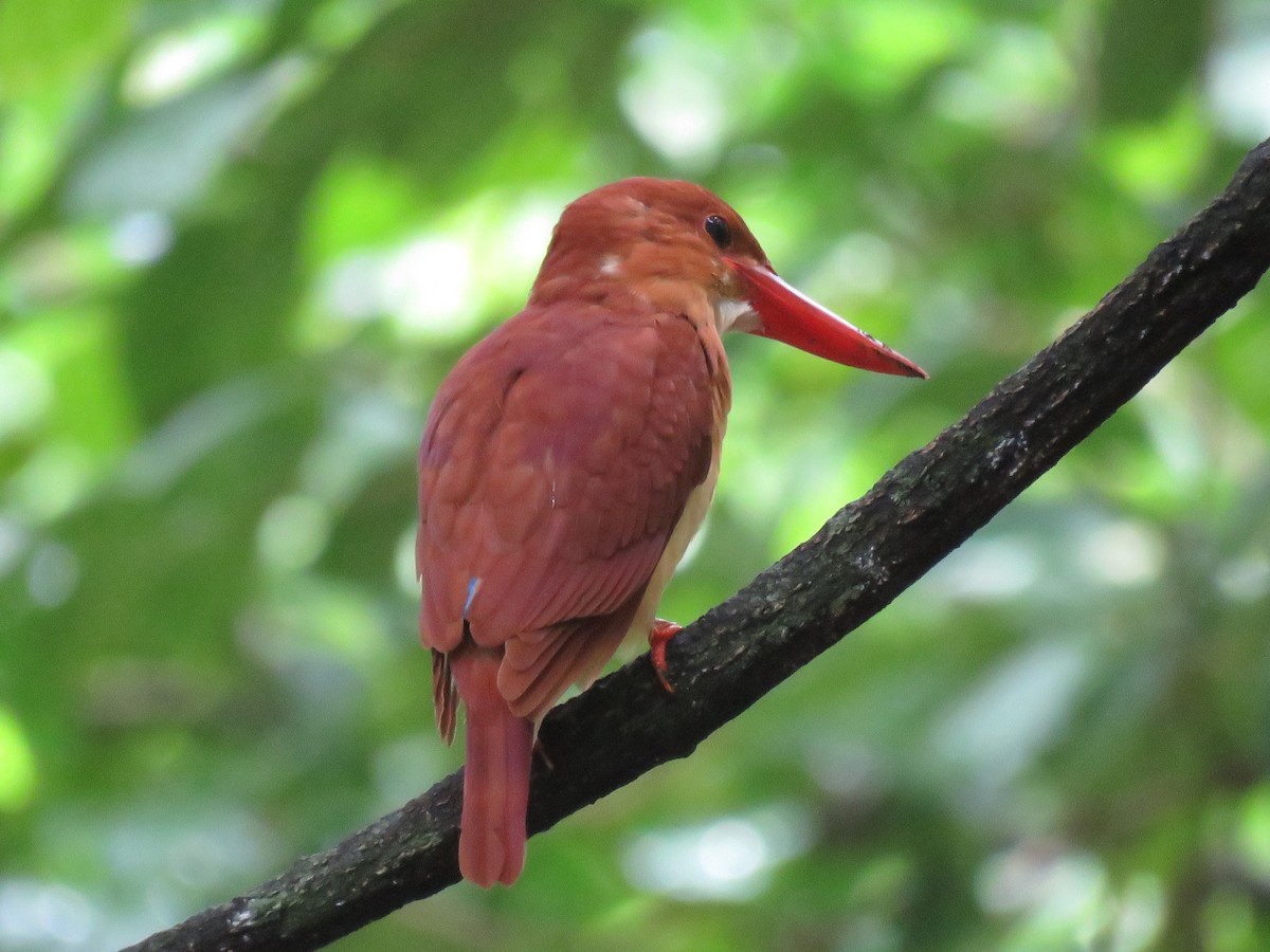 Ruddy Kingfisher - ML211526691