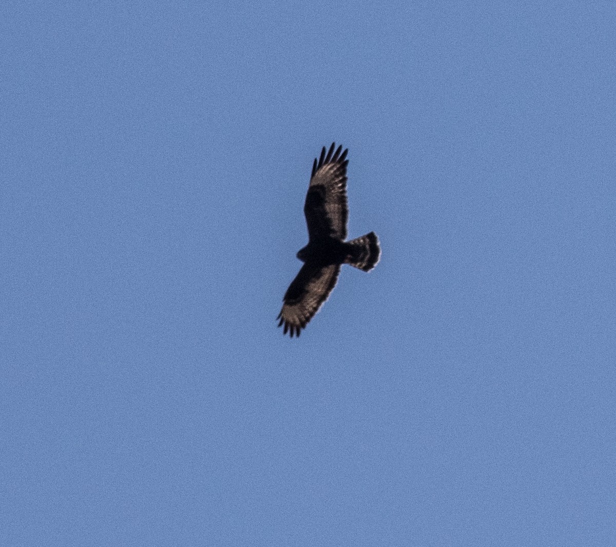 Rough-legged Hawk - stevan brad