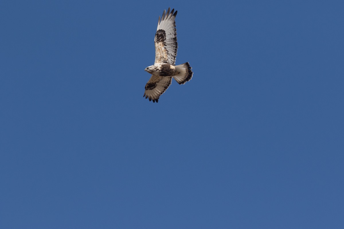 Rough-legged Hawk - stevan brad