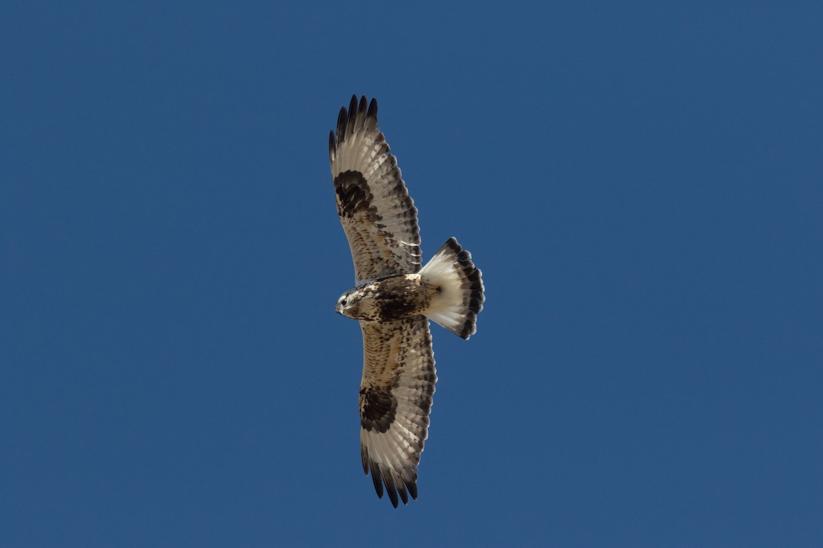 Rough-legged Hawk - ML211528141