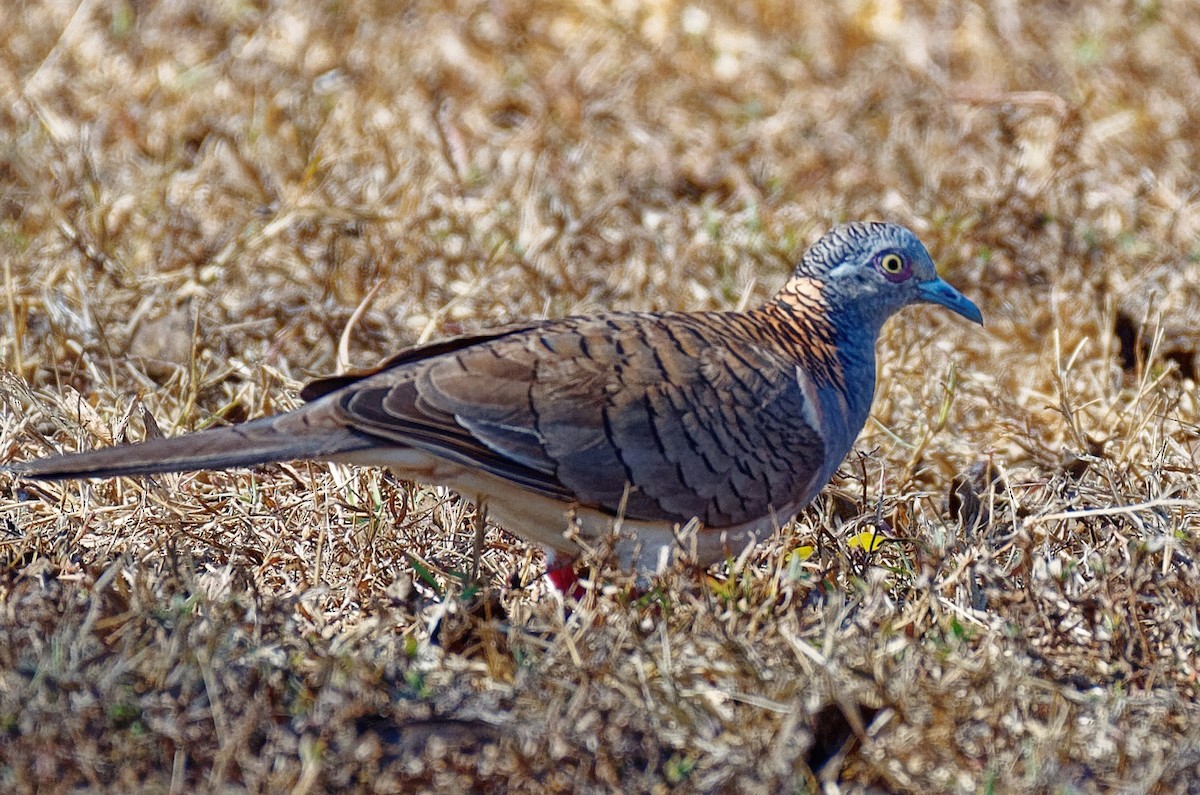 Bar-shouldered Dove - John Watson