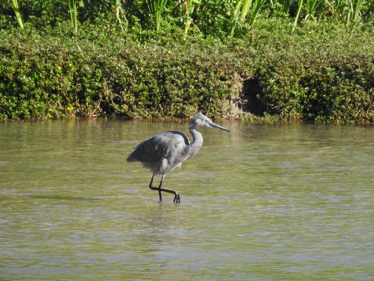 Reddish Egret - Luis Gonzalez Carrazco