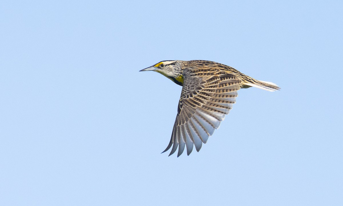 Eastern Meadowlark - ML211530861