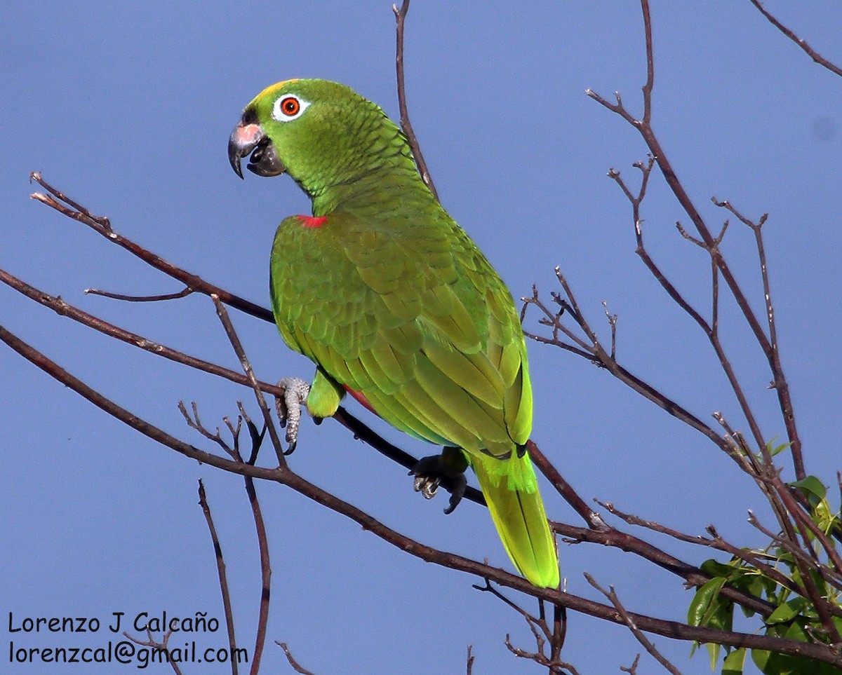 Yellow-crowned Parrot - ML211532421