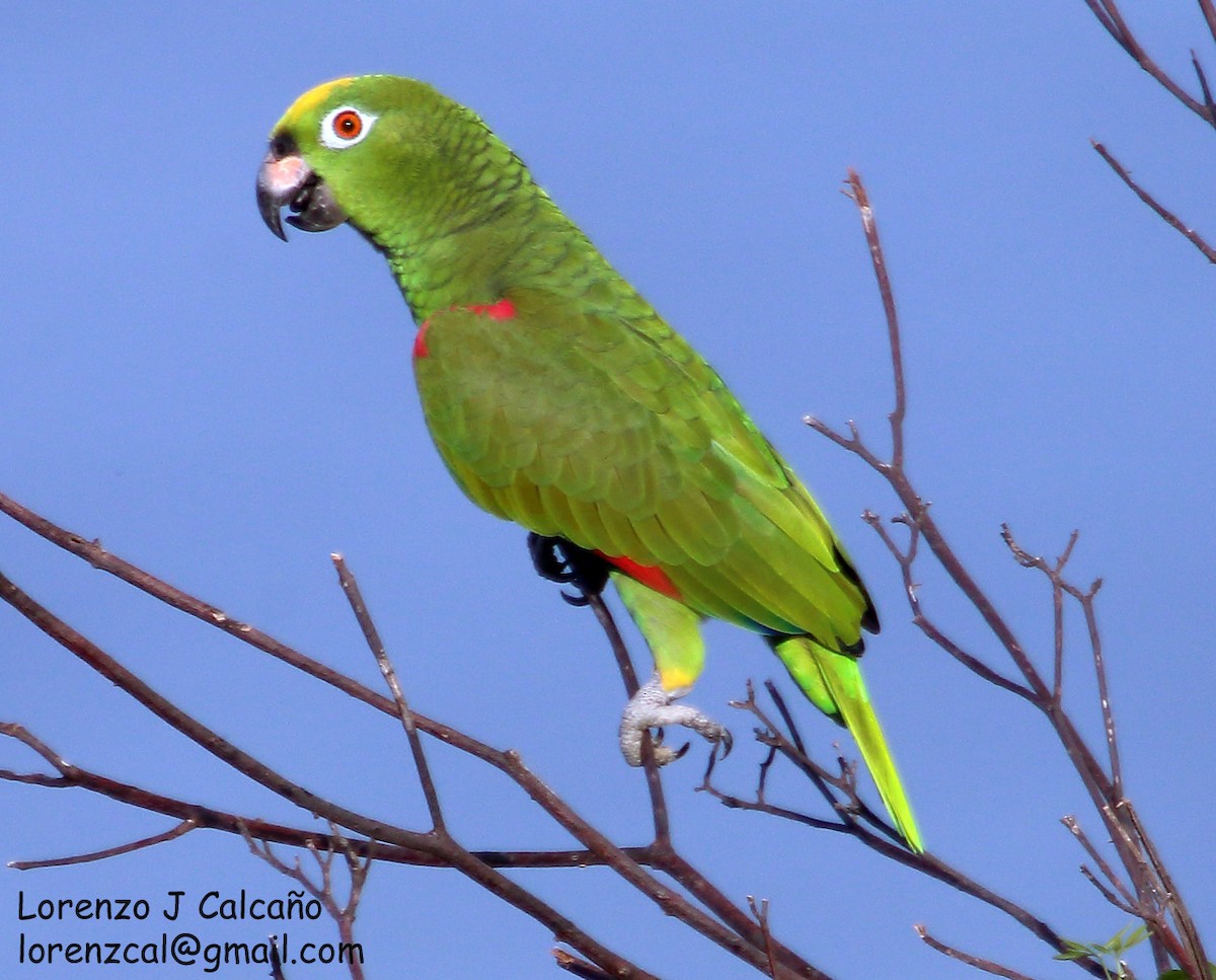 Yellow-crowned Parrot - ML211532491