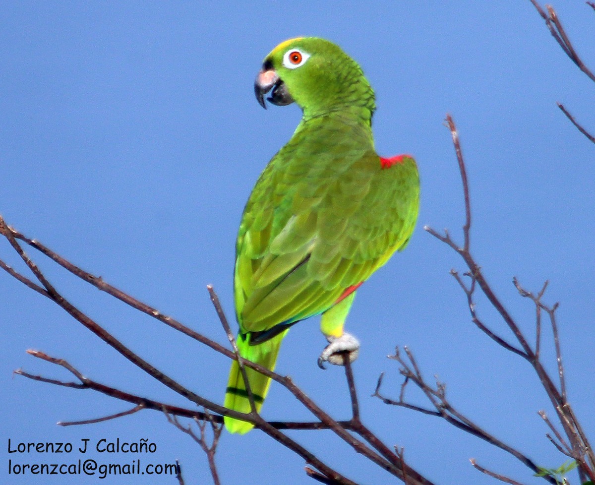 Yellow-crowned Parrot - ML211532581