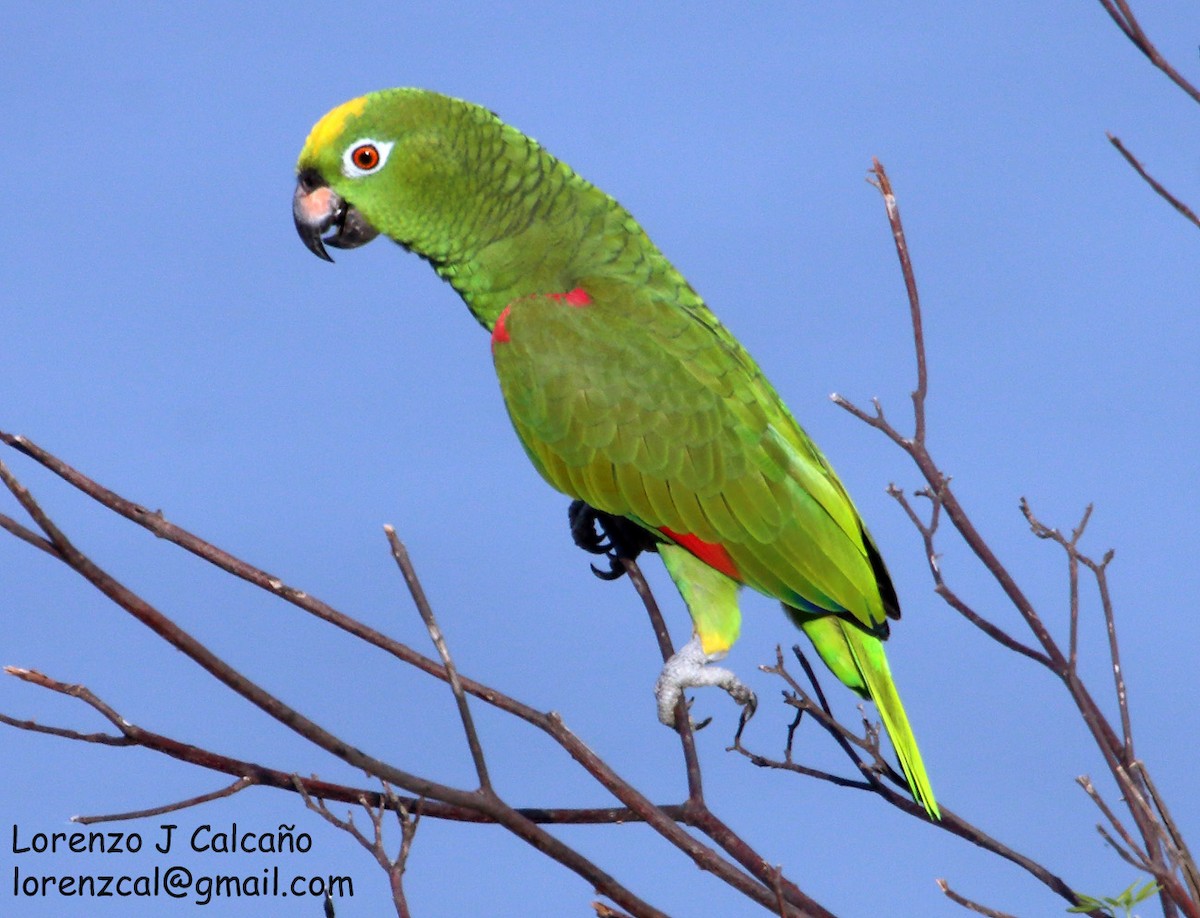 Yellow-crowned Parrot - ML211532611