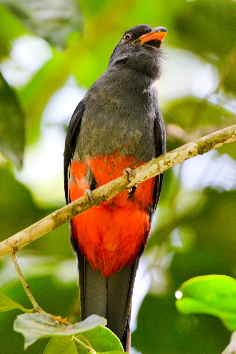 Slaty-tailed Trogon - Alison Bentley