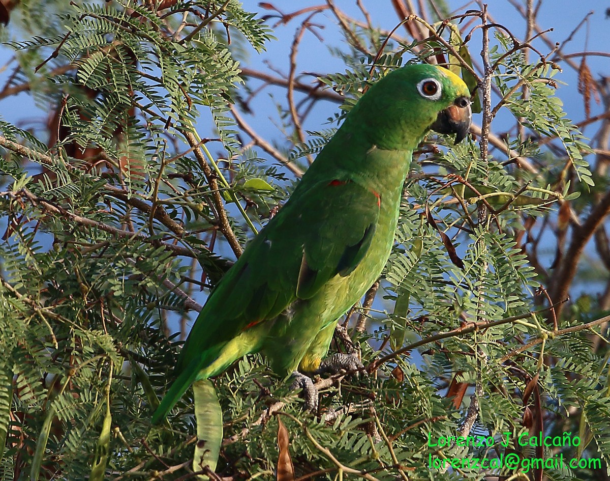 Yellow-crowned Parrot - ML211534361