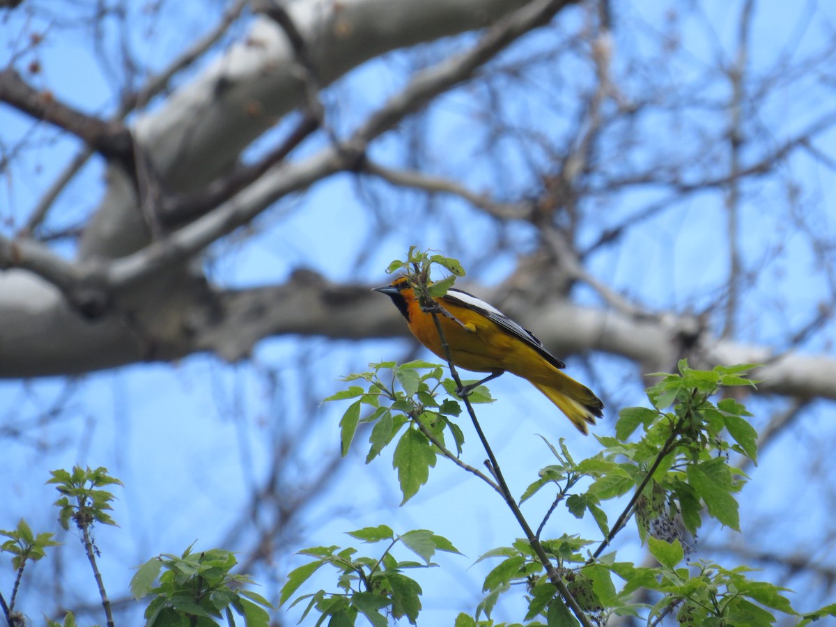 Bullock's Oriole - ML211534561