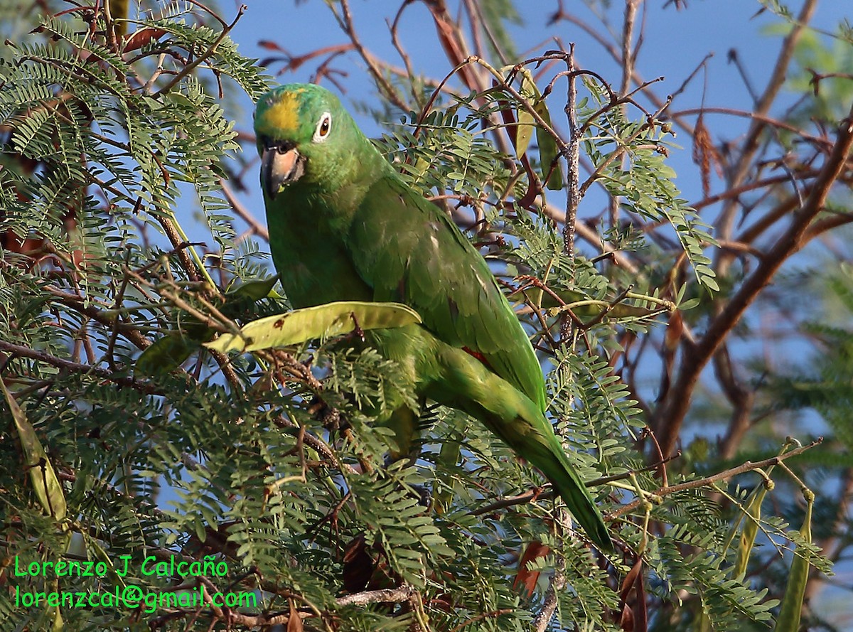 Yellow-crowned Parrot - ML211534771