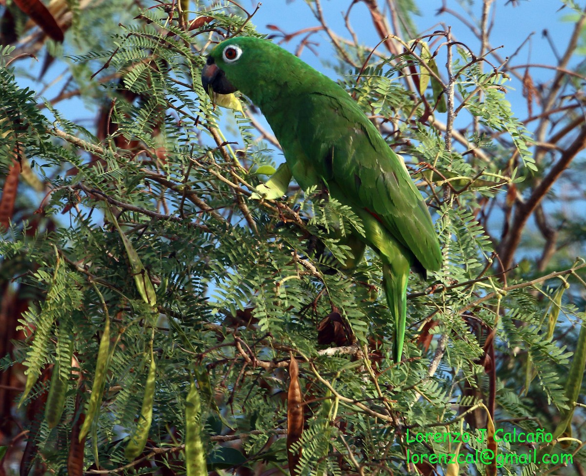 Yellow-crowned Parrot - ML211534921