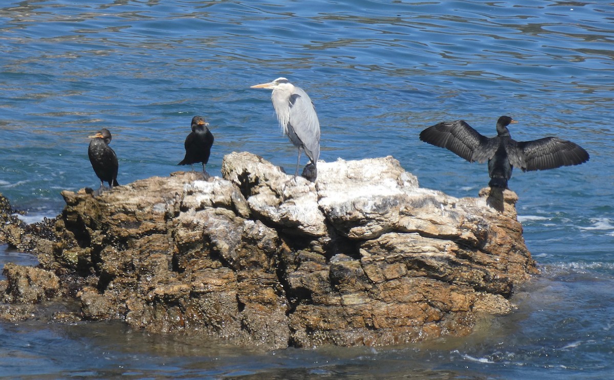 Great Blue Heron - ML211535971