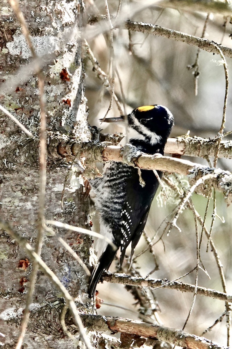 Black-backed Woodpecker - ML211536411