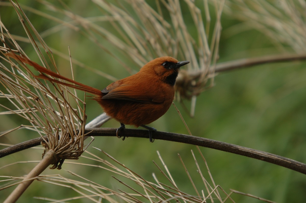 Black-throated Spinetail - Juan Escudero