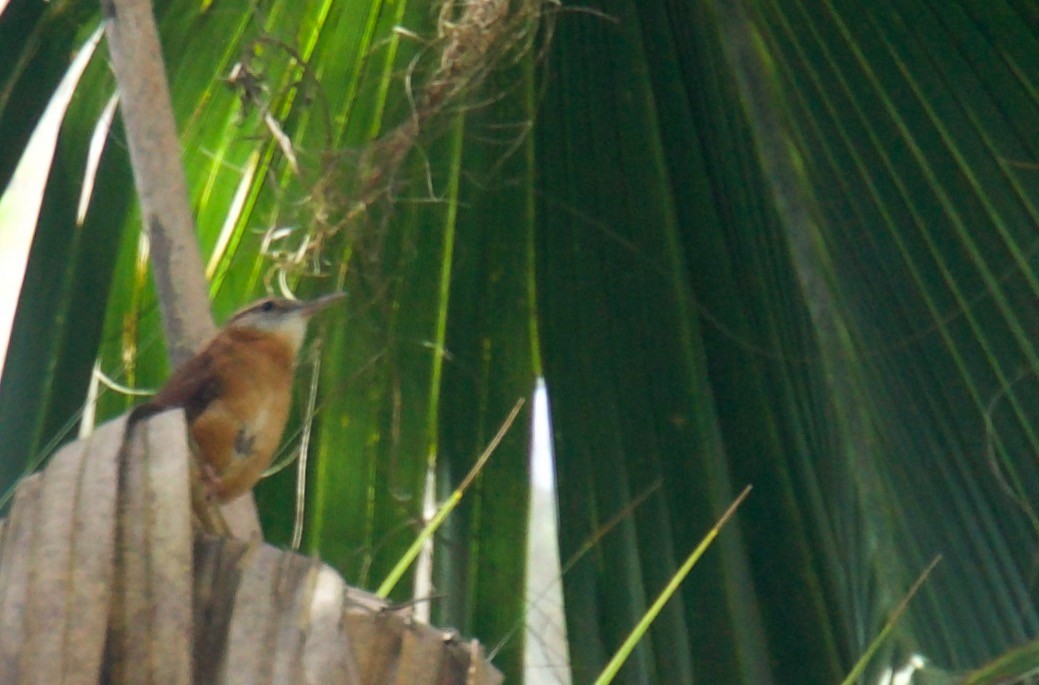 Carolina Wren - ML211540461