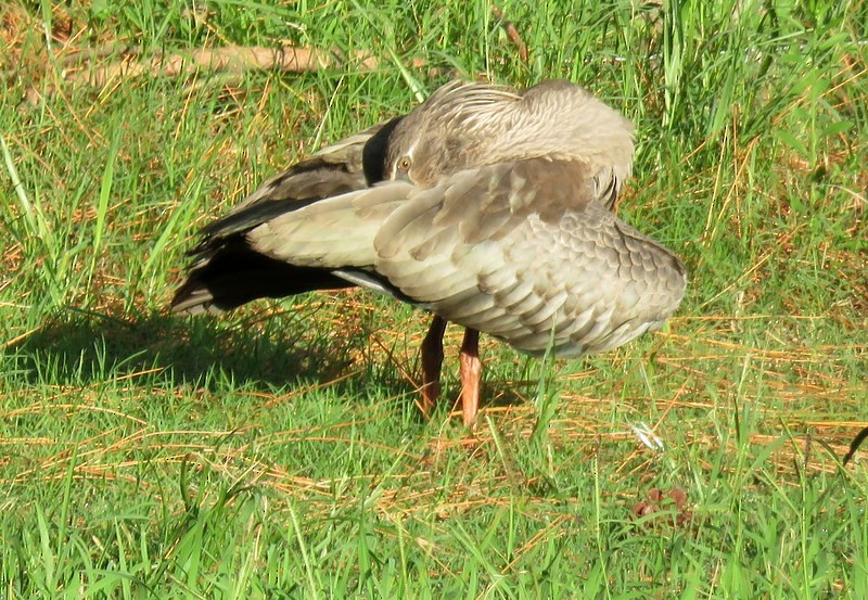 ibis běločelý - ML211542971