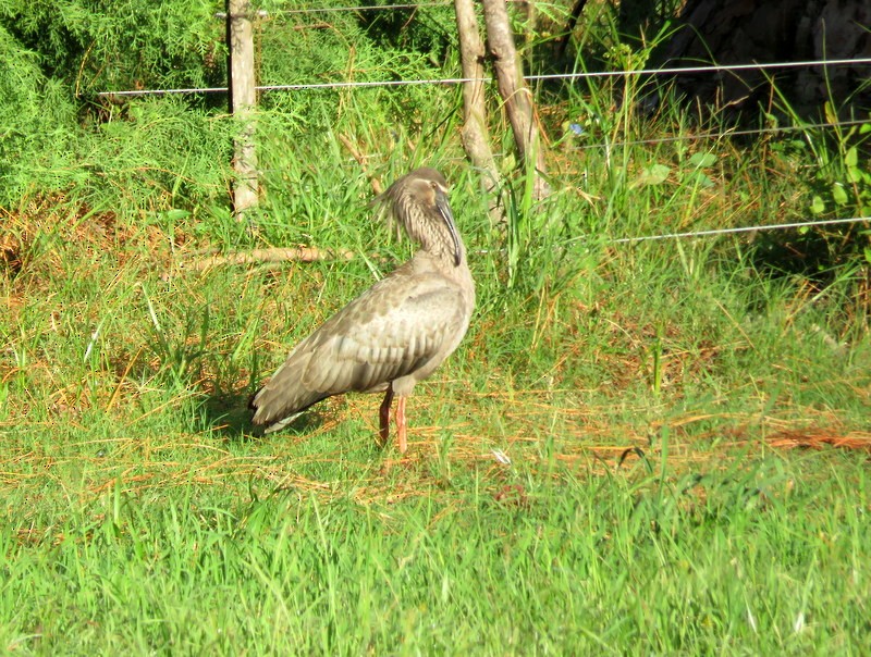ibis běločelý - ML211542981