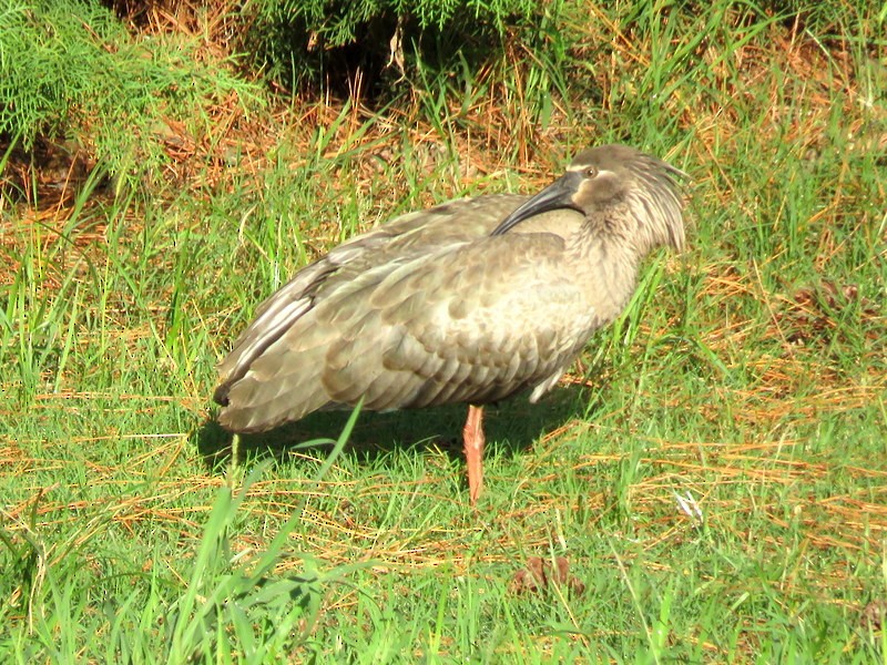 ibis běločelý - ML211543021