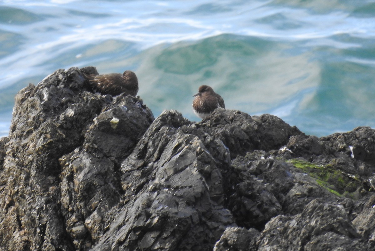 Black Turnstone - ML211543131