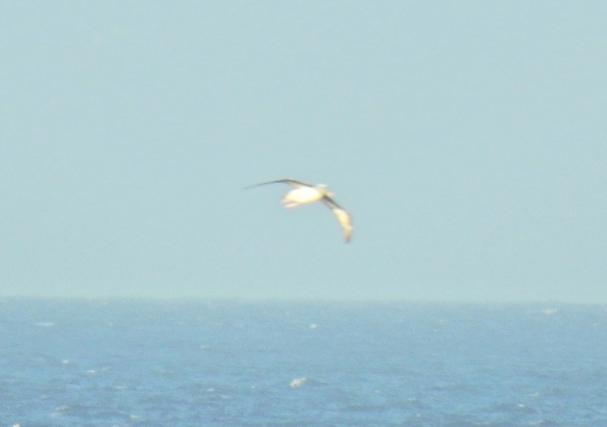 albatross sp. - ML211544581