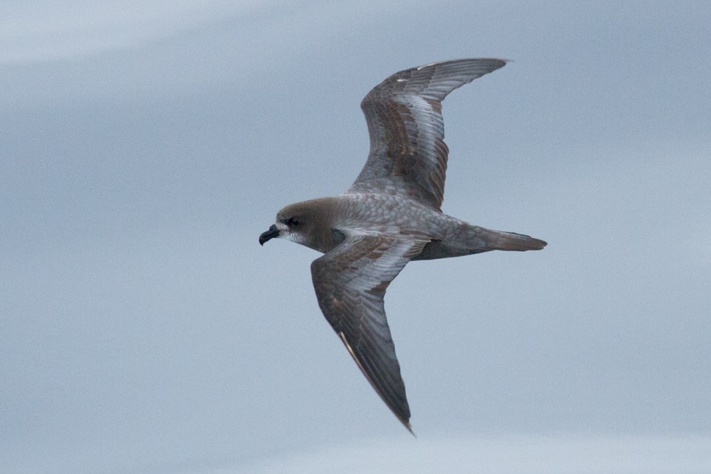 Murphy's Petrel - ML21154581