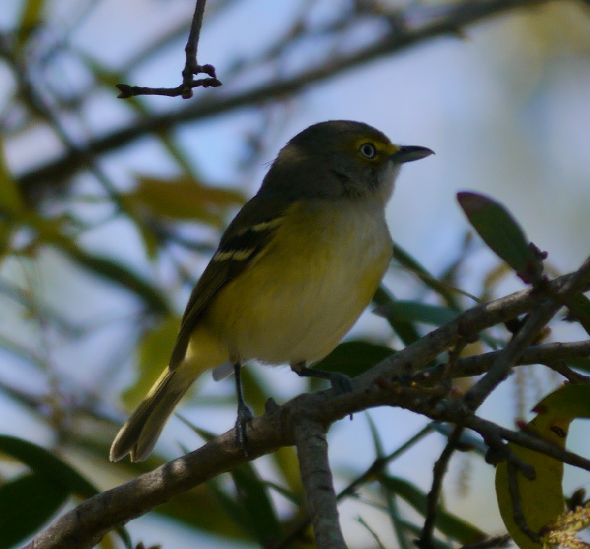 White-eyed Vireo - ML211545881