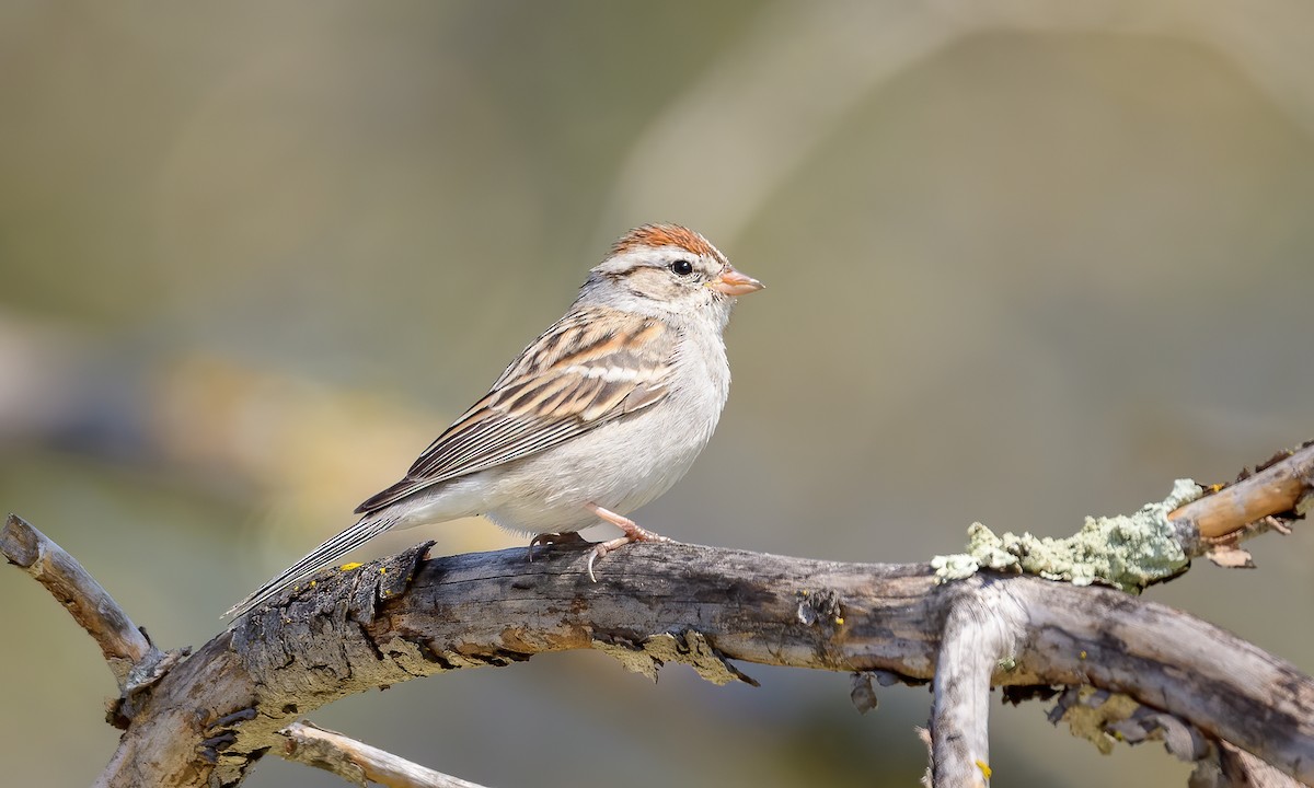 Chipping Sparrow - Becky Matsubara