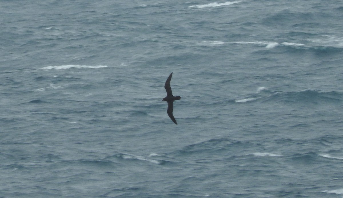 Petrel Aligrande/Carigrís - ML21154801