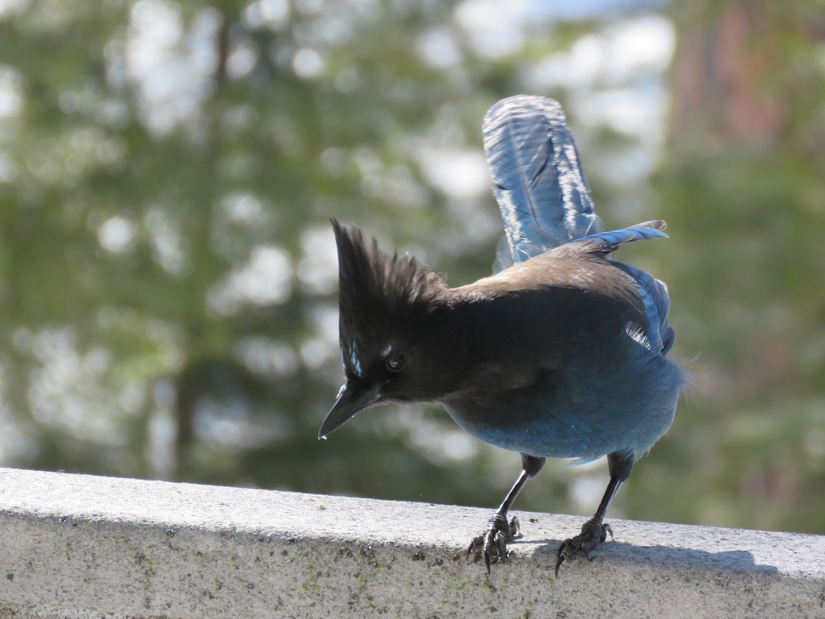 Steller's Jay - ML211548631